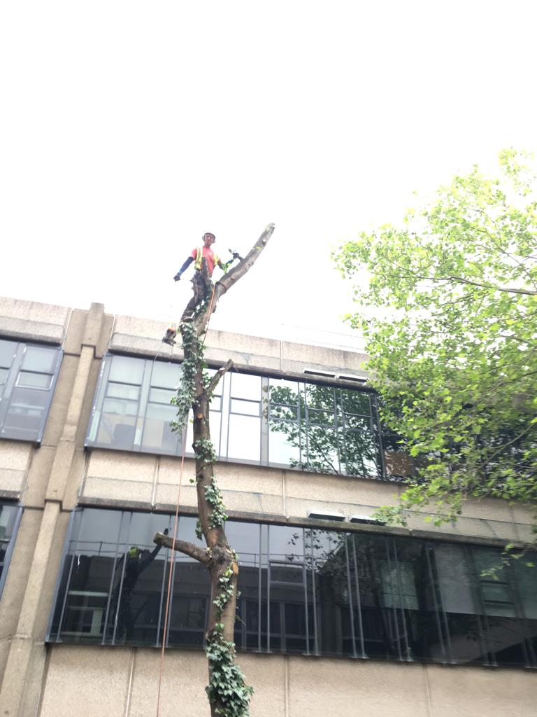 man with harness on top of a tree working on cutting it down next to a building
